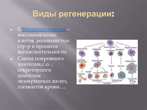 Восстановление первоначальной формы регенерации мяча