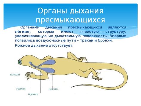 Высшие представители мира рыбных обитателей и их органы дыхания
