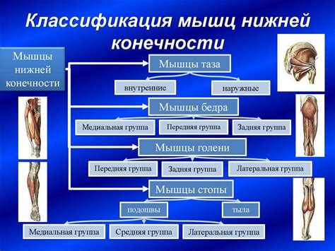 Значение правильного тренировочного подхода к укреплению и развитию мышц верхней конечности