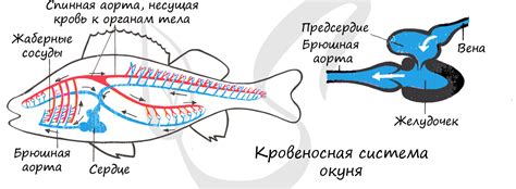 Органы дыхания у рыб: структура и функции