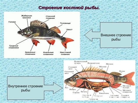 Основные структуры и процессы обмена газами у рыб