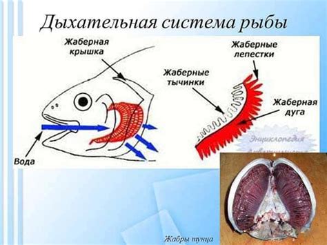Специализации жабер для различных видов рыб