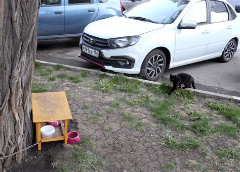 Влияние предрассудков на судьбу темных кошек 