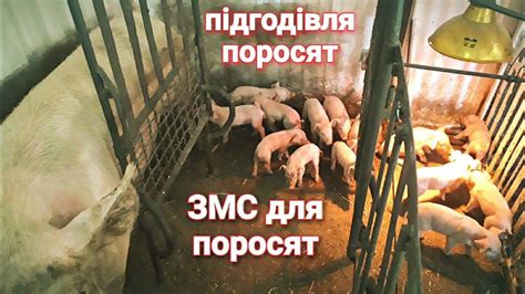 Активность свиноматки