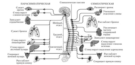 Активность симпатической нервной системы