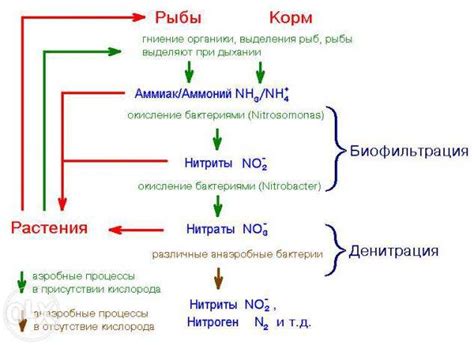 Аммиак и азотистые соединения