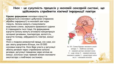 Анализирование мира через нюх