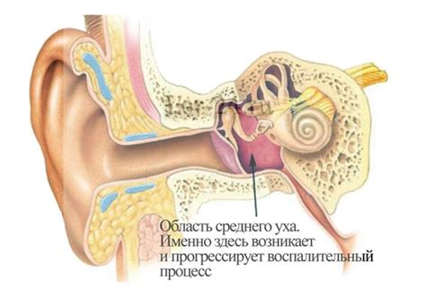 Анатомические особенности, приводящие к заливанию воды в нос