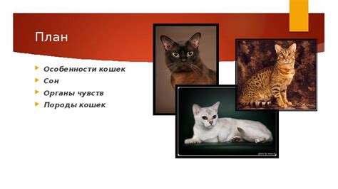 Анатомические особенности кошек, влияющие на их поведение