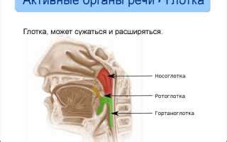 Анатомические особенности носоглотки