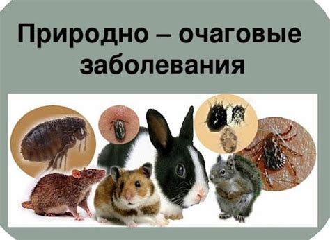 Безопасность для животных
