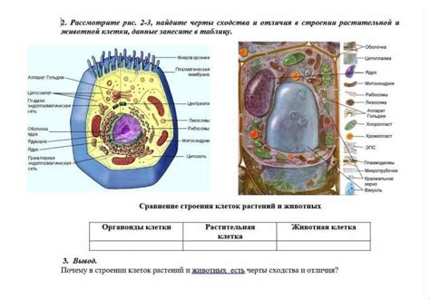 Биологические отличия в клеточном строении