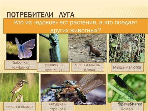 Биологическое разнообразие и роль в экосистеме