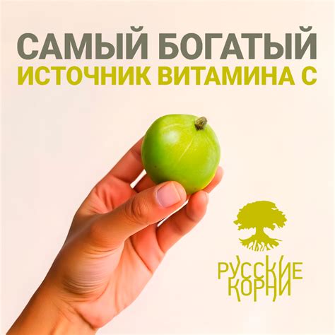 Богатый источник витамина C