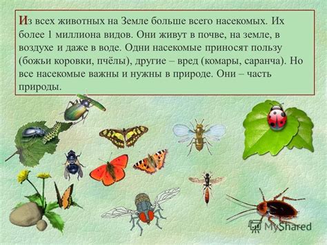 Большинство животных на Земле - насекомые