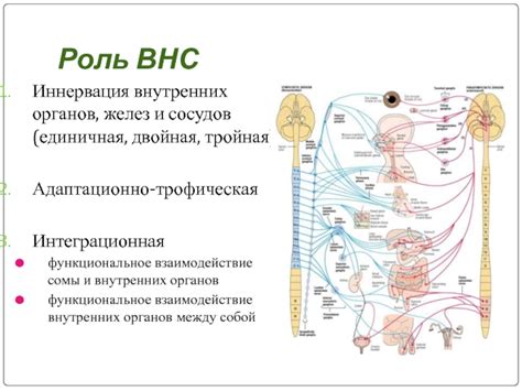 Взаимодействие салообразующих желез