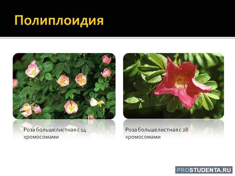 Виды полиплоидии у растений