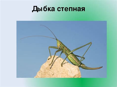 Власть мелких кузнечиков поется!