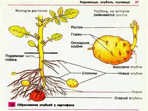 Влияние варки на структуру картофеля