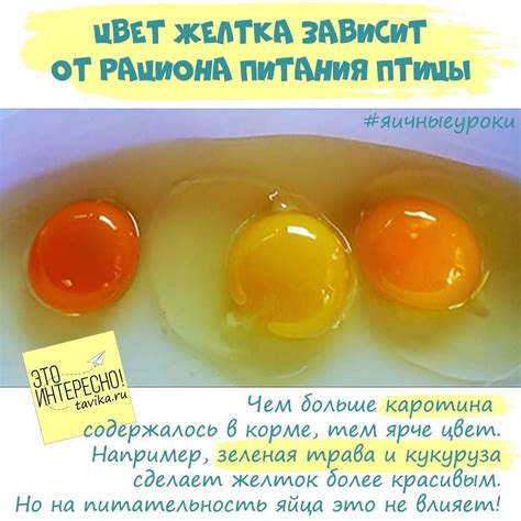 Влияние диеты курицы на цвет скорлупы