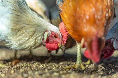 Влияние замены петуха на продуктивность курятника
