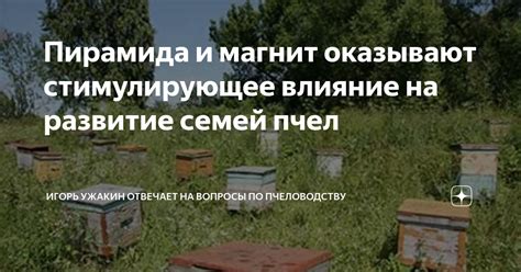 Влияние на пчеловодство