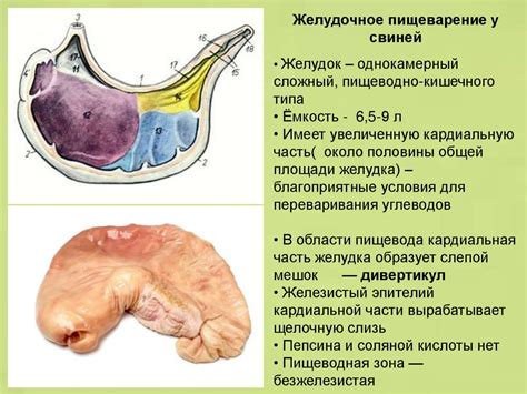 Влияние пенной секреции на кормление и пищеварение у свиней