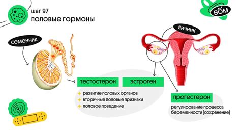 Влияние половых гормонов и эстрогенов