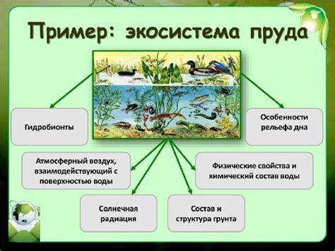 Влияние рвания кувшинок на водоемы и их экосистемы
