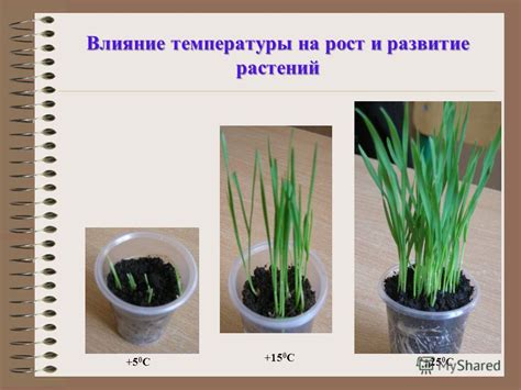Влияние температуры варки на цвет бульона