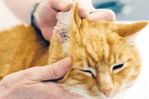 Внешние причины кровотечения у кошки из уха: