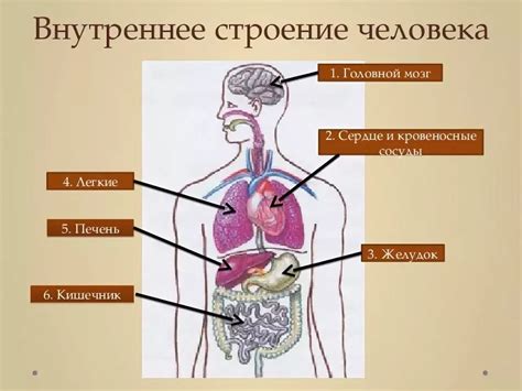 Внутренние органы и возможность сжатия