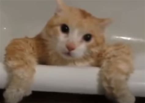 Вода в ванной и кот