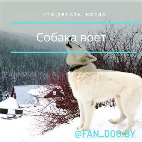 Вода должна быть всегда доступна для питомца
