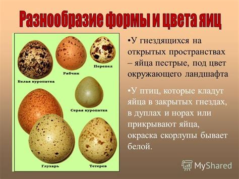 Возможное влияние болезней птиц на цвет скорлупы