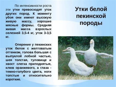 Возможности восстановления формы шеи у уток