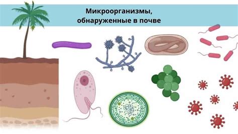 Вредные микроорганизмы и риски заражения в космическом аппарате