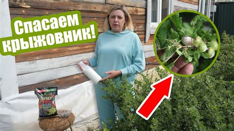 Вред от употребления вешенок с белым налетом