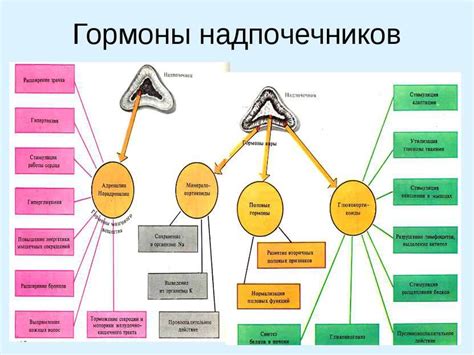 Выделение гормонов