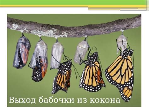 Выход бабочки из кокона: механизм проникновения в свет