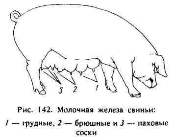 Генетические особенности количества сосков у собак