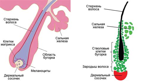 Гормональные изменения: Влияние на волосяные фолликулы
