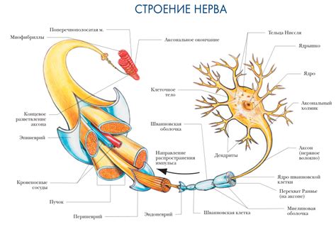 Давление на нервные окончания