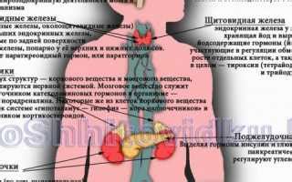 Действие железы щитовидной