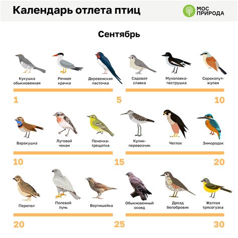 Длительность перелета птиц до теплых краев