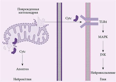 Дыхательная реакция