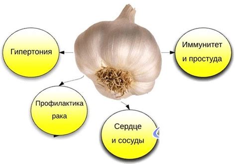 Естественные свойства чеснока