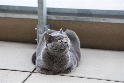 Зачем кошка сжимает и разжимает лапки передние