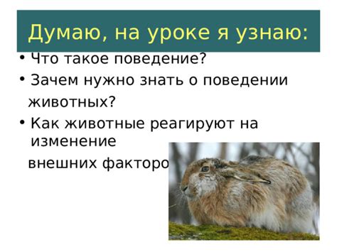 Инстинкты и поведение собаки