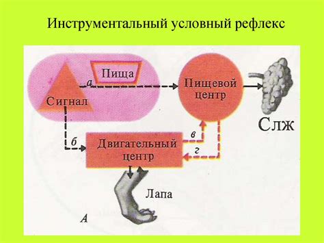 Инстинкт условного рефлекса и тренировка мозга